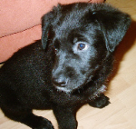 Aiko mit sechs Wochen